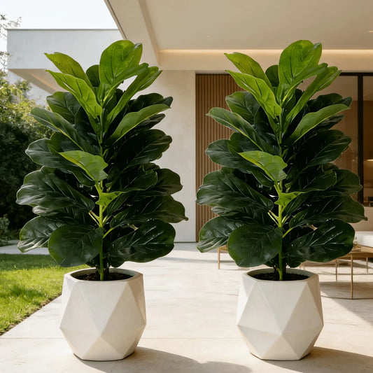 Fiddle Leaf Fig Tree in Geometric Pot for Indoor Decor